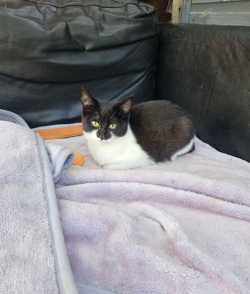 2 beautiful kittens ready for their forever home