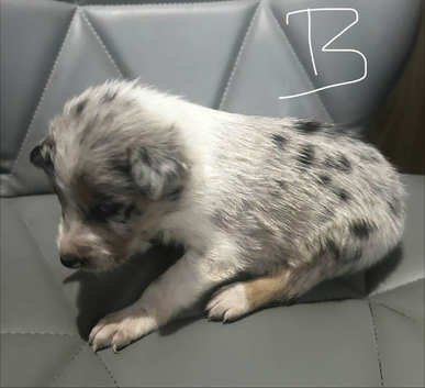 Collie puppy ready now