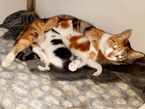 Gorgeous Kittens available soon!