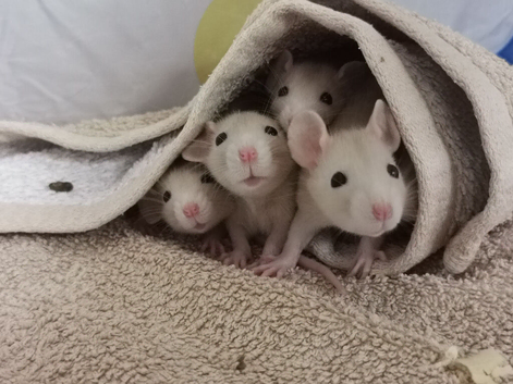 2 male Dwarf rats