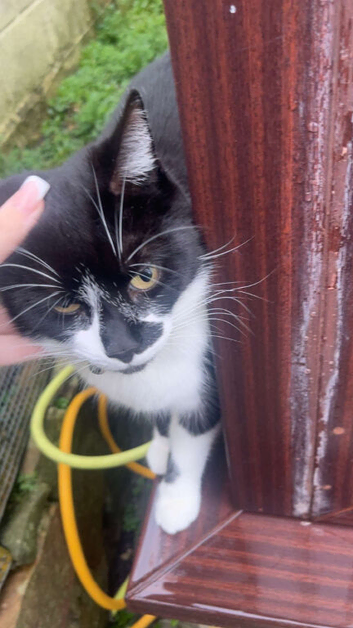Beautiful 8 year old cat for rehoming