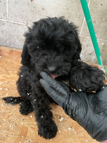 Sproodle Girl Puppy