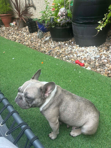 Full fenchy