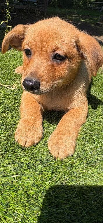 Pom/ cross sausage