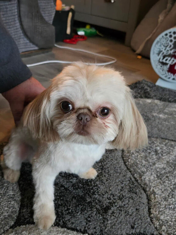 Imperial Shihtzu Female