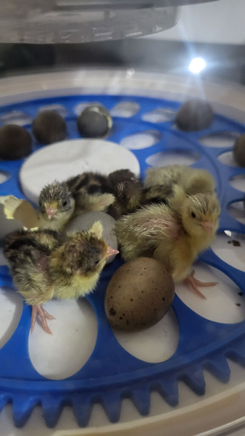 Cute button quail chicks
