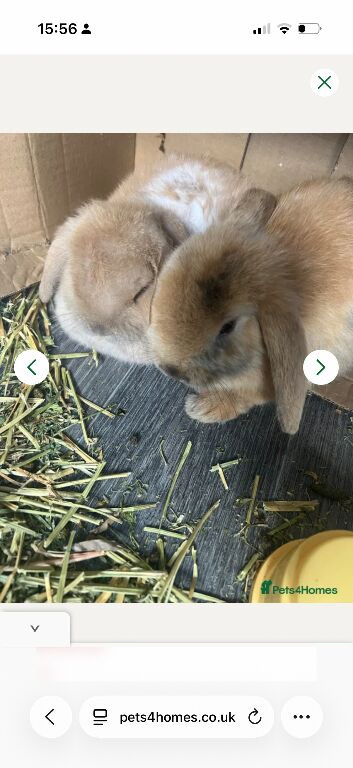 Two mini lop brothers