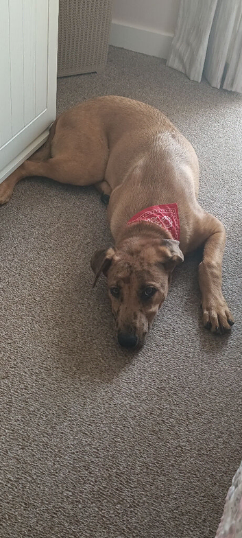 For Sale 4 month old mix female breed &pound;300