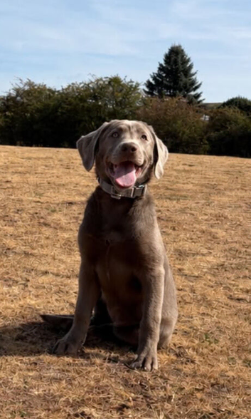 Labrador puppy 4 months old silver