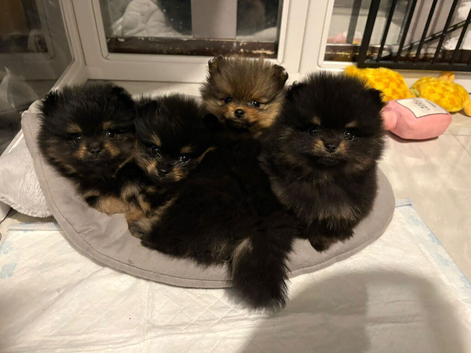 Pomerainium puppies for sale small type
