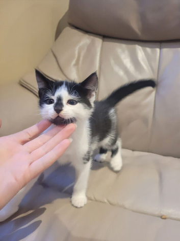 10 weeks old kittens ready to go