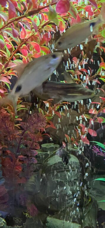Wood catfish or stripped woods