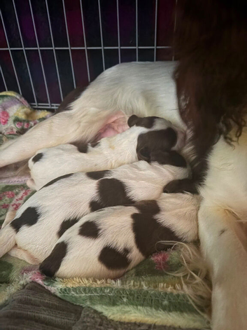 English springer spaniel pups