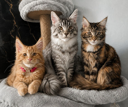 Maine coon kittens