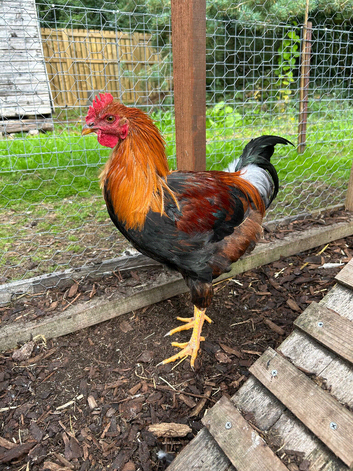 Rehoming welsummer cockerel hatched 17/04