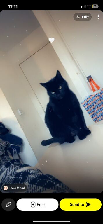 Black short haired cat