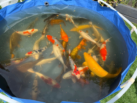 Huge number of koi for sale