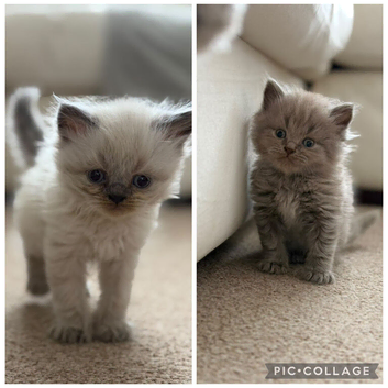 Last two British shorthairs available