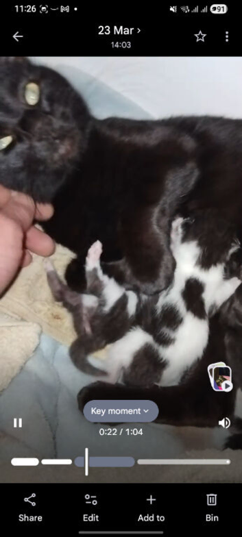 Kittens for sale