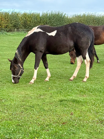 6 yr old homozygous reg American Paint mare