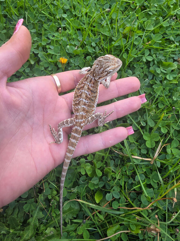 2 bearded dragon babies