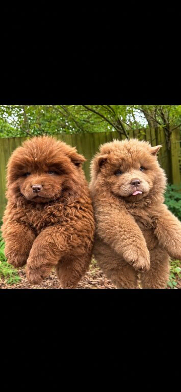 chow chow puppies