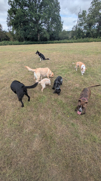 Murphy's mutts based Coventry
