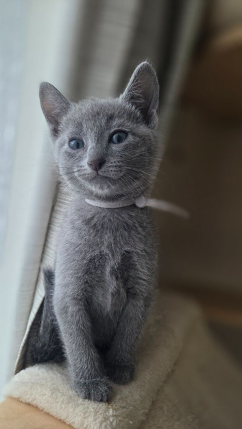 Russian blue