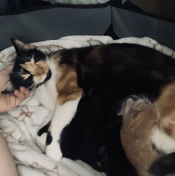 GORGEOUS CALICO X GINGER KITTENS LOOKING FOR THEIR FOREVER HOMES! ️