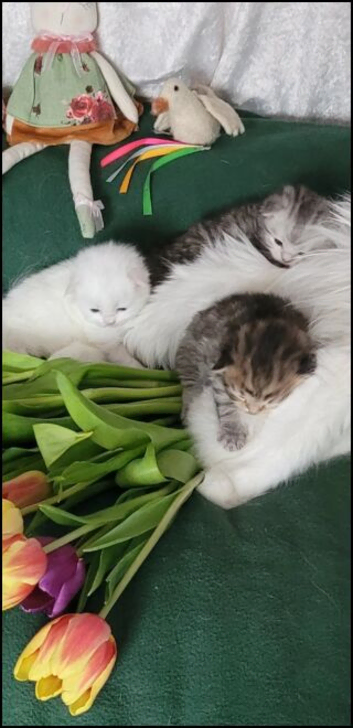 British Longhair and Shorthair. Pure white & tabby 3 males 3 females