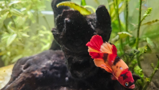 Betta fish