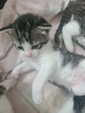 Kitten for sale