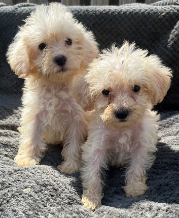 BEAUTIFUL F1B COCKAPOO PUPPIES