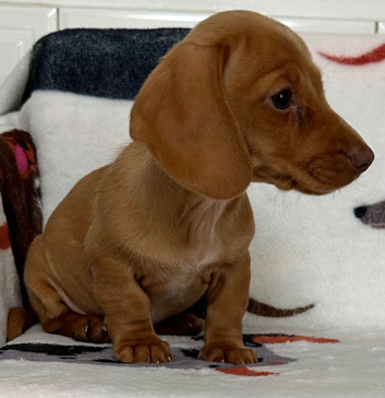 Stunning KC Registered Girl ready Now