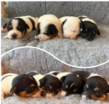Beautiful Jack Russell Pups