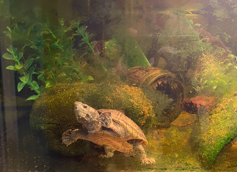 Musk Turtle