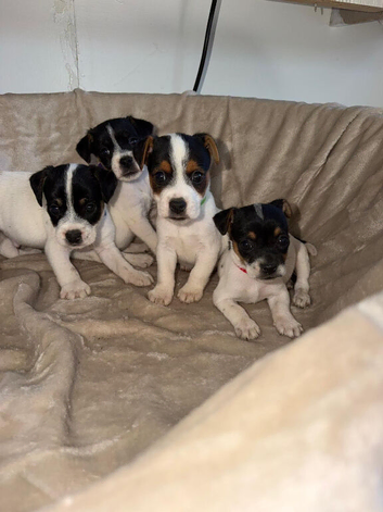 Beautiful jack Russell pups