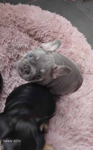 8 week old 2 girls 1 boy