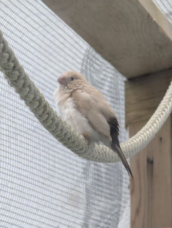 Looking to re-home my silverbill. Must have other silverbills.