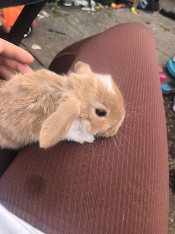 2 beautiful babies left