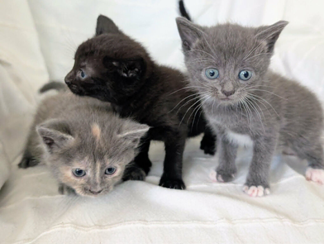 Pretty kittens > British Blue x Calico half Bengal from &pound;100..
