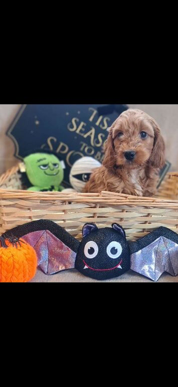 F1 Cockapoo