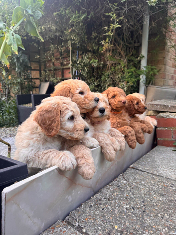 Australian labradoodles