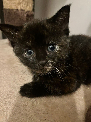 Two adorable kittens