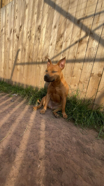Staffie 10 months looking for a new home.