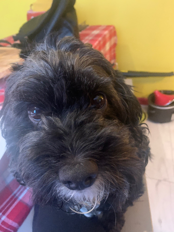 Stud Cavapoo
