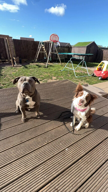 American bully x boarder collie pups
