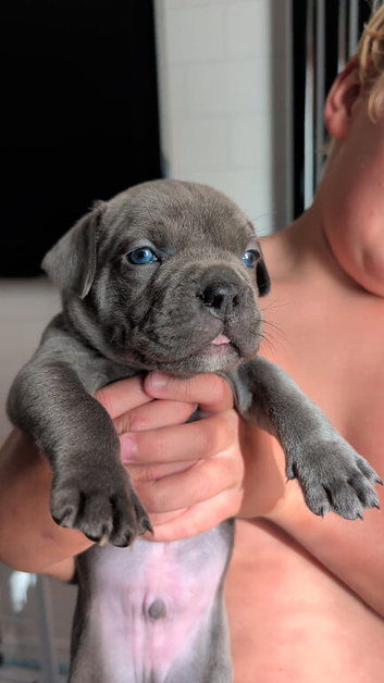 Lab cross alapha blue blood bulldog