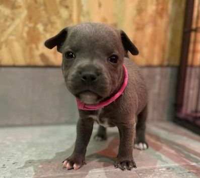 Blue staffordshire bull terrier puppies