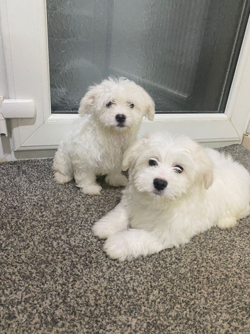 Maltese Puppies Available Now